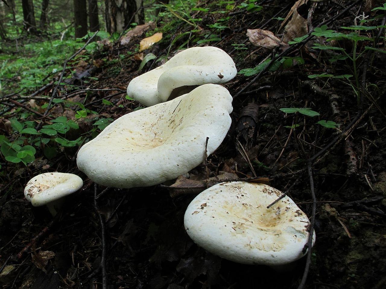 Lactarius vellereus