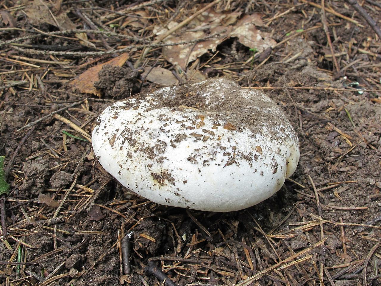 Lactarius vellereus