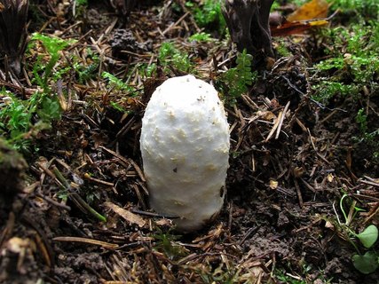 Amanita vaginata