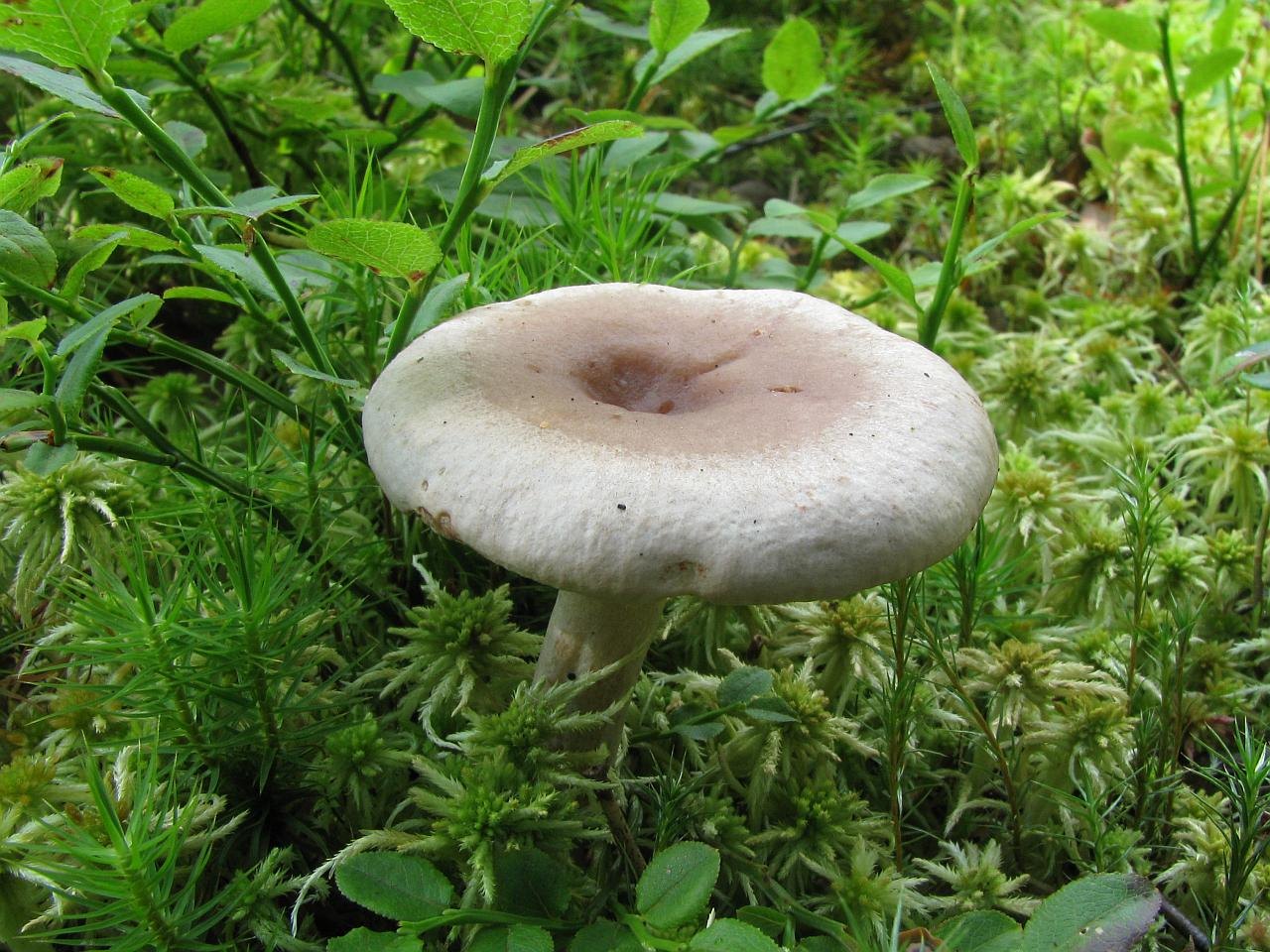 Lactarius vietus