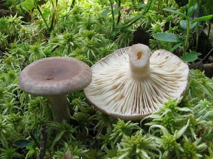 Lactarius vietus