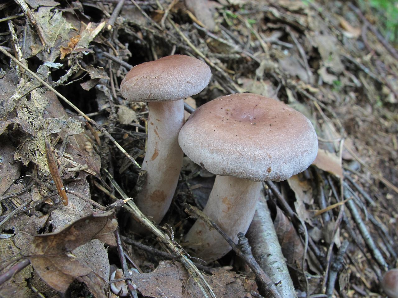 Lactarius vietus