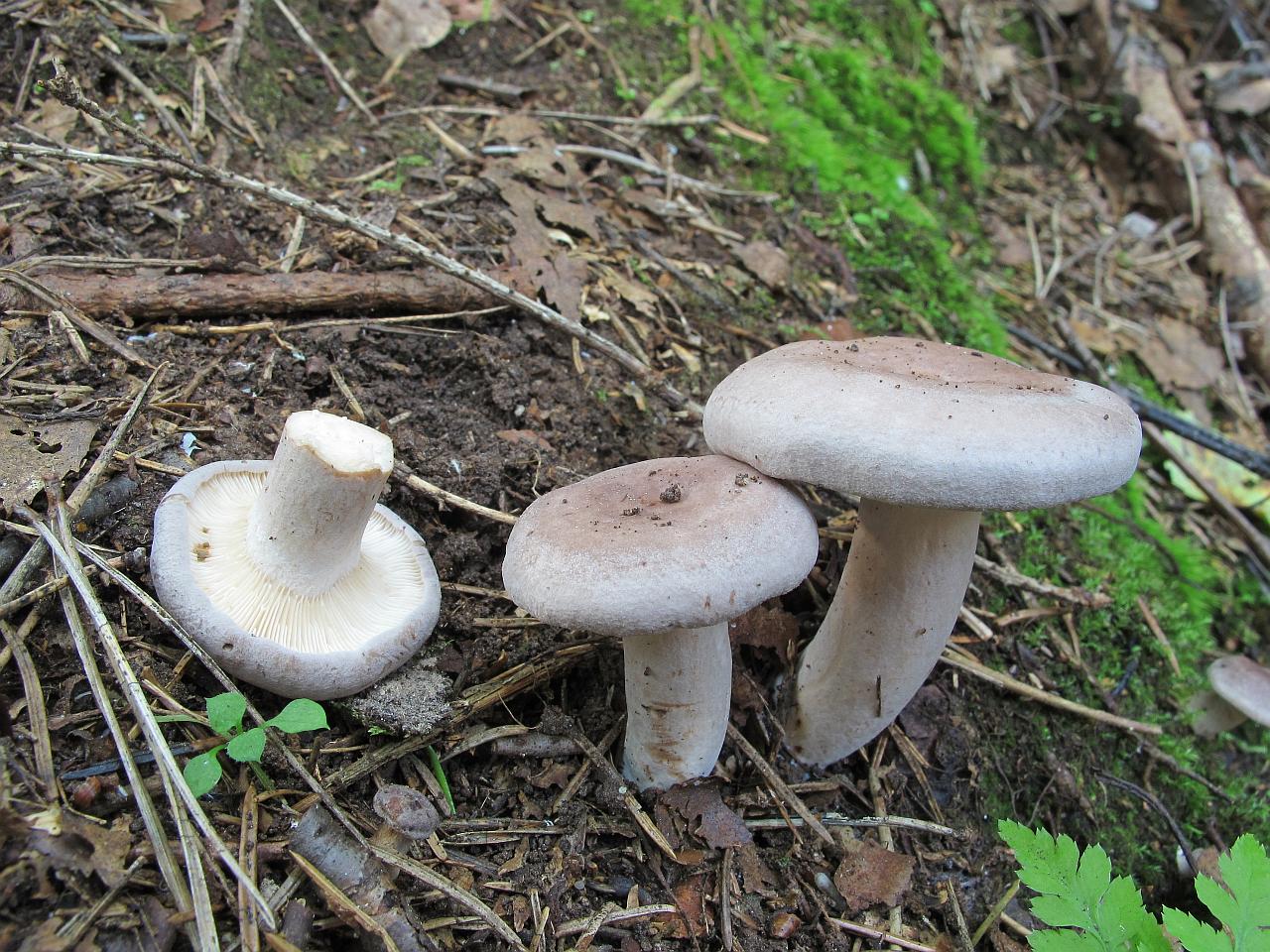 Lactarius vietus
