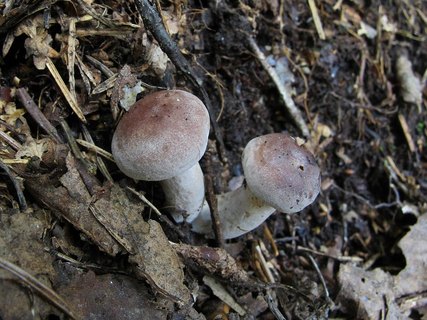 Lactarius vietus