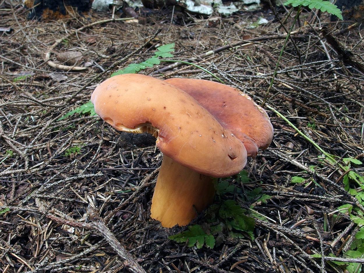 Lactarius volemus