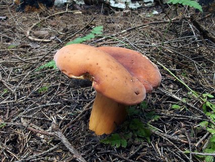 Lactarius volemus