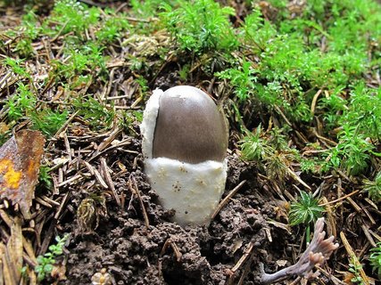 Amanita vaginata