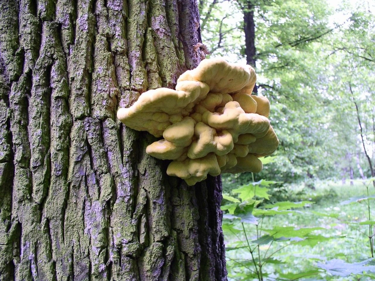 Laetiporus