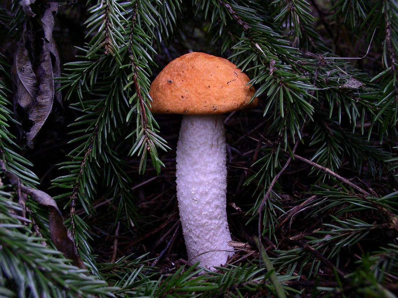 Leccinum albostipitatum