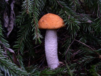 Leccinum albostipitatum