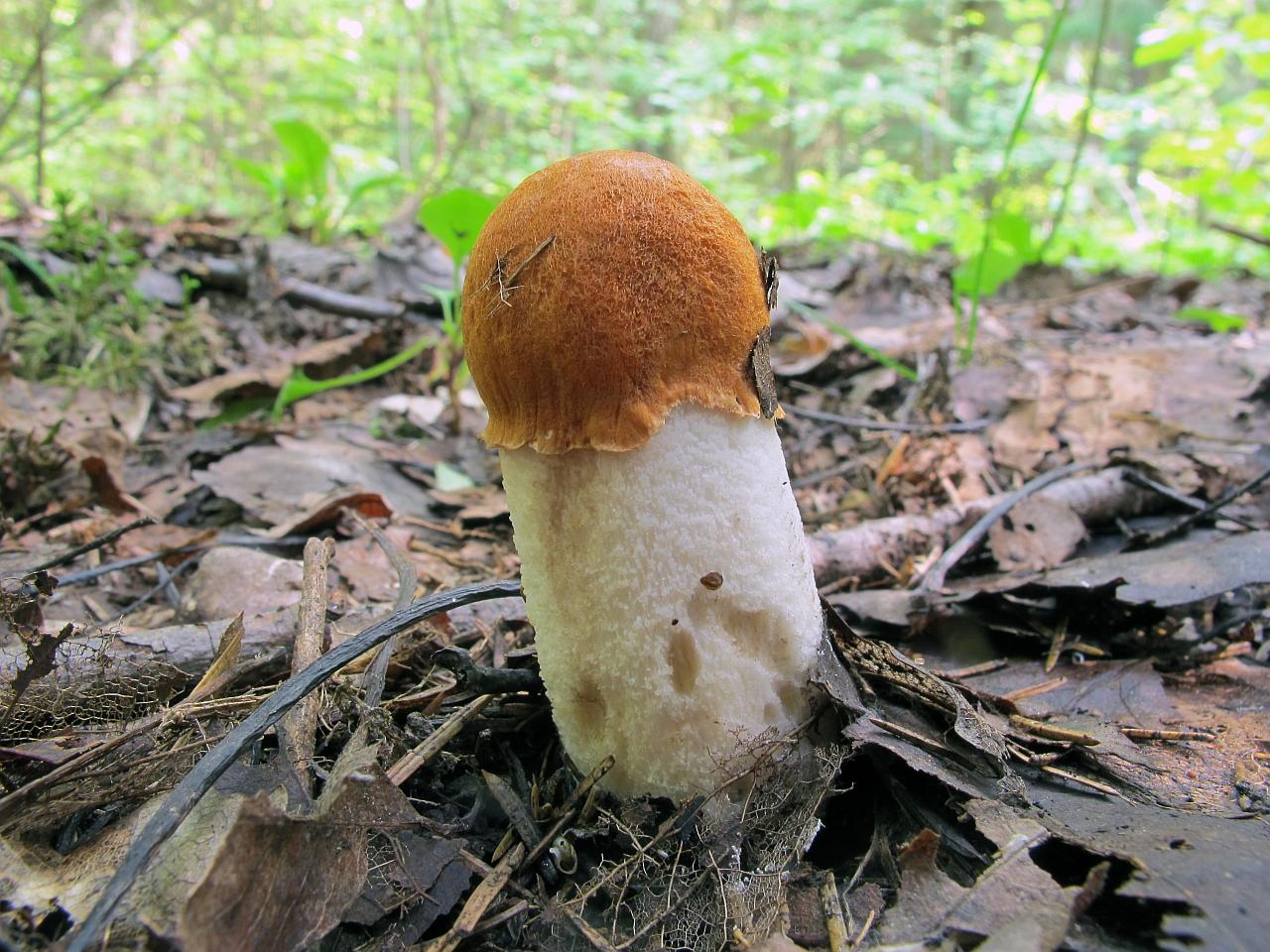 Leccinum albostipitatum