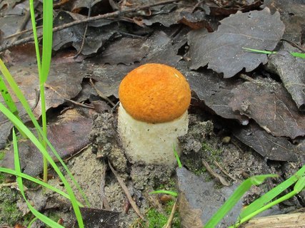 Leccinum albostipitatum