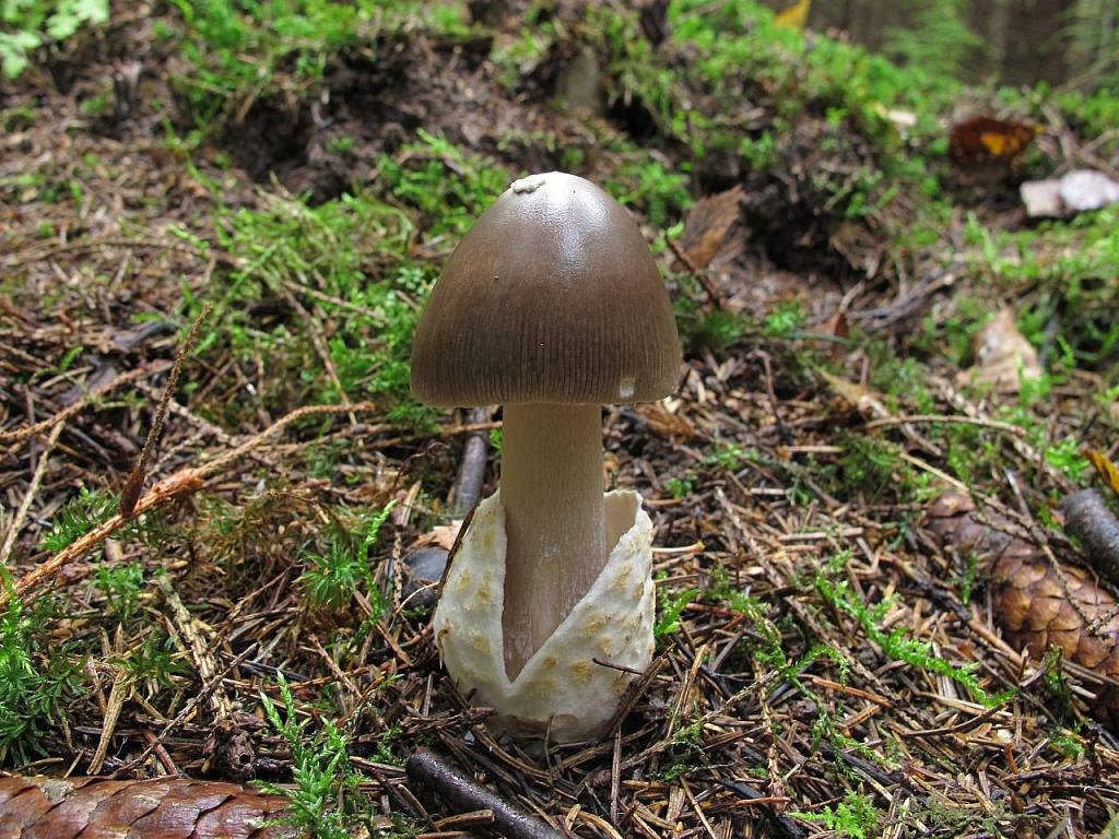 Amanita vaginata