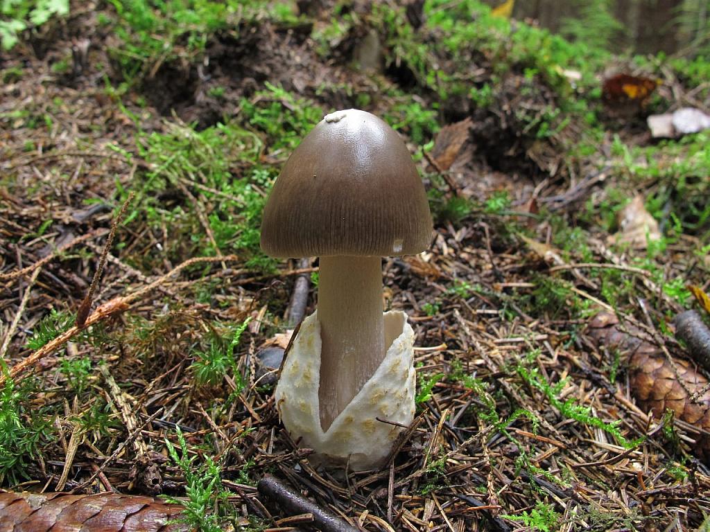 Amanita vaginata