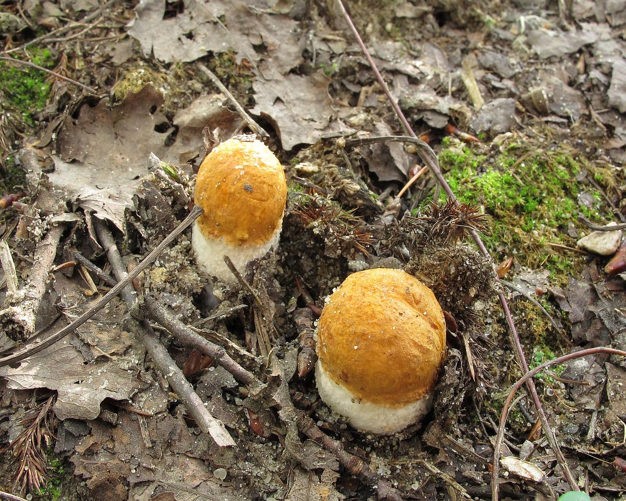 Leccinum albostipitatum