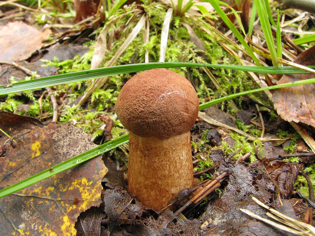 Leccinum aurantiacum