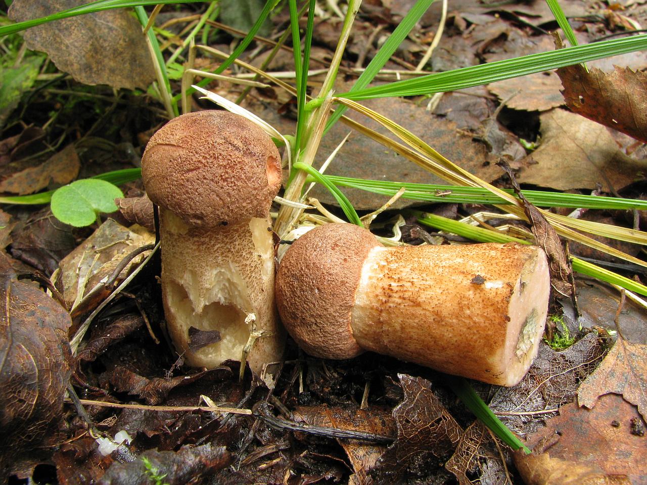 Leccinum aurantiacum