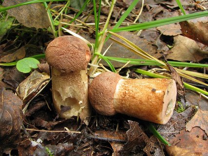 Leccinum aurantiacum