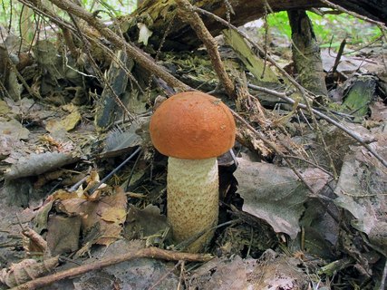 Leccinum aurantiacum