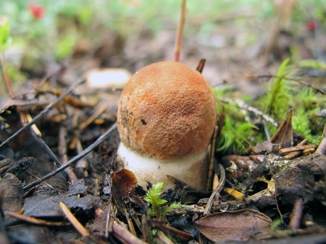 Leccinum aurantiacum