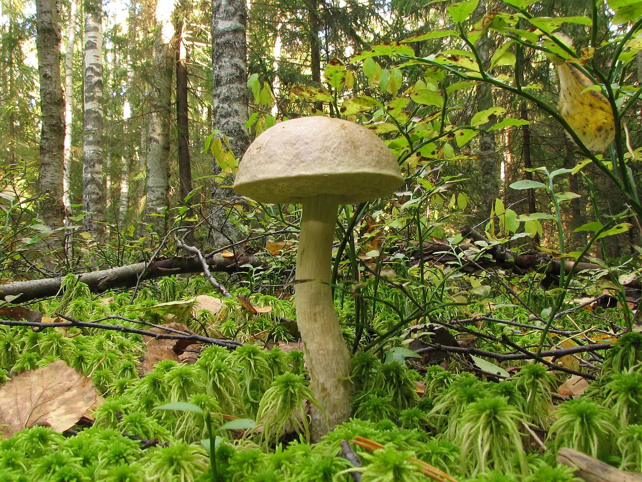 Leccinum holopus