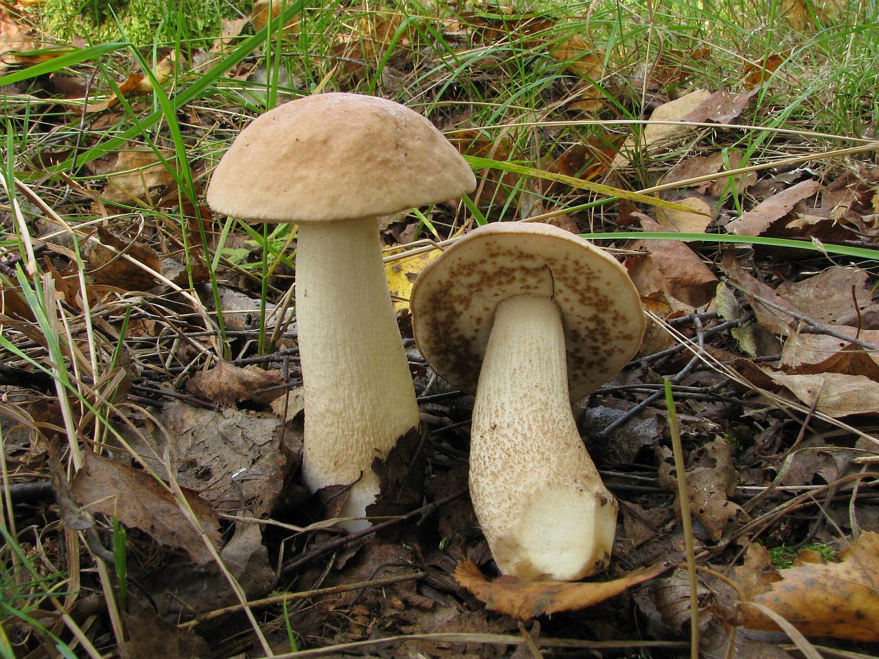 Leccinum holopus