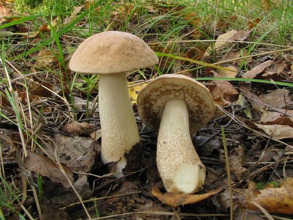 Leccinum holopus