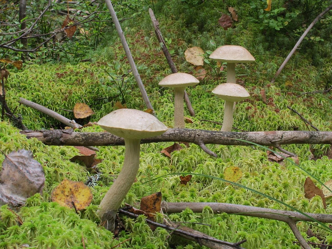 Leccinum holopus