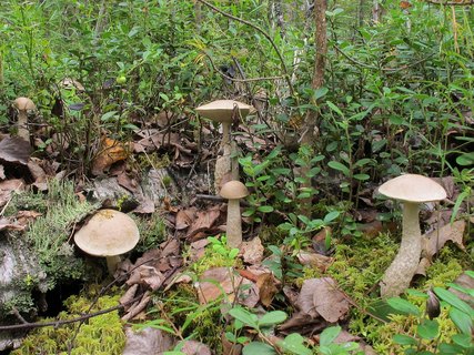 Leccinum holopus