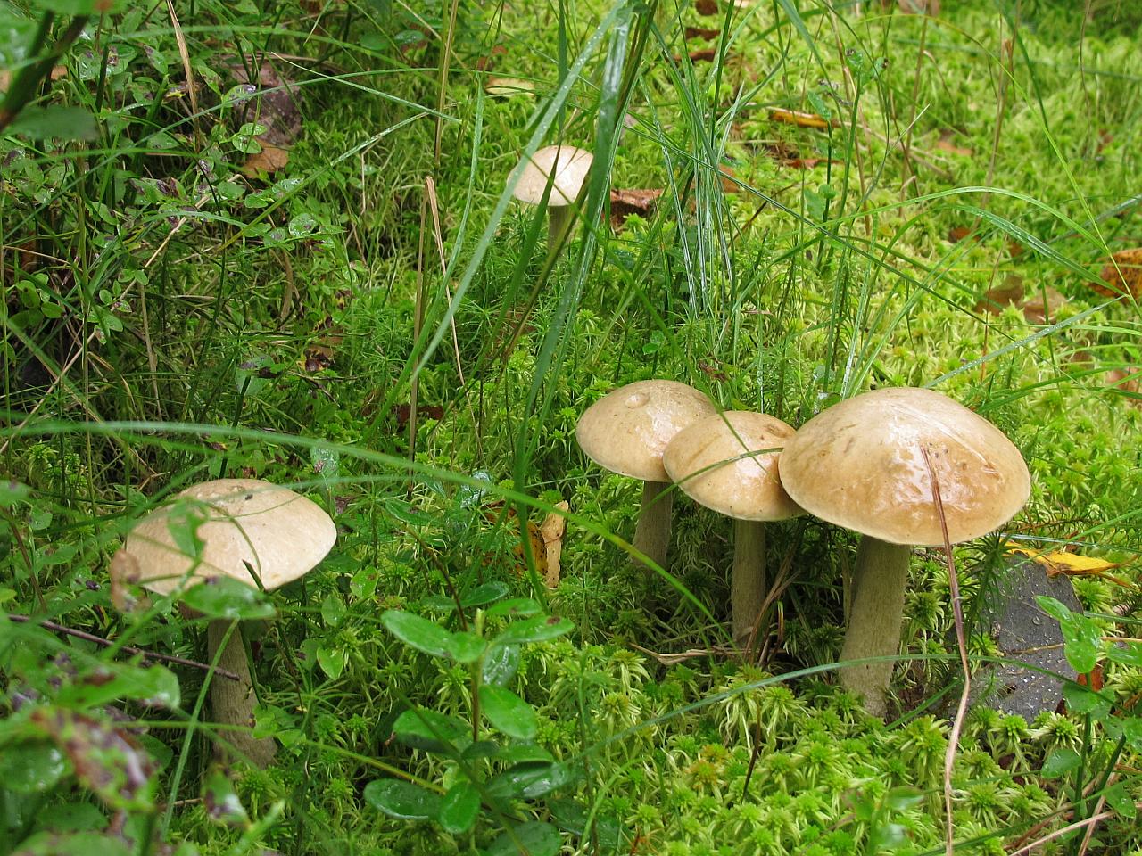 Leccinum holopus