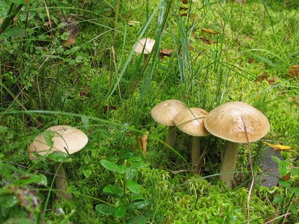 Leccinum holopus