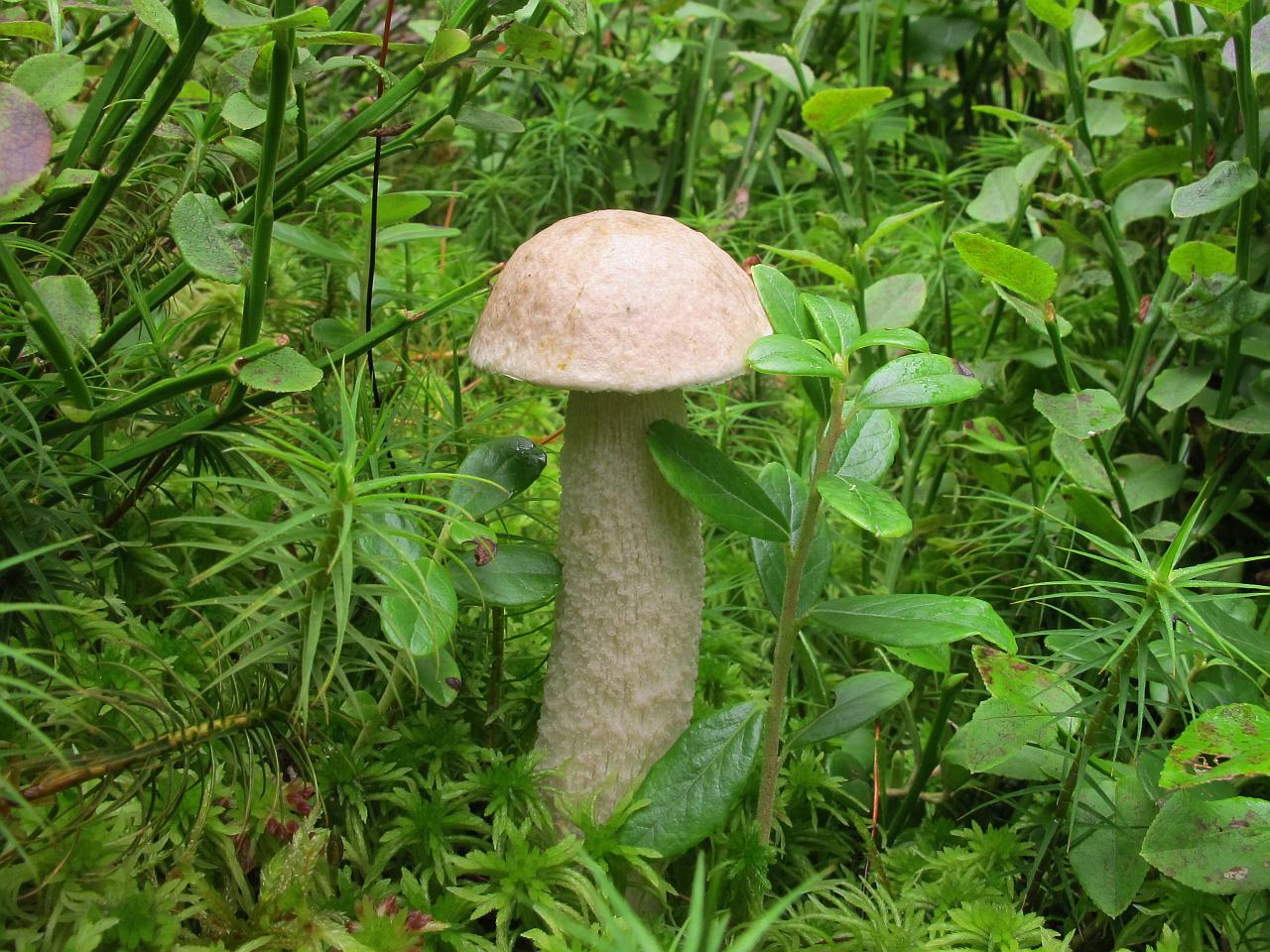 Leccinum holopus