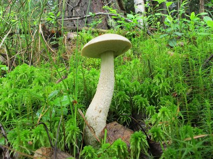 Leccinum holopus
