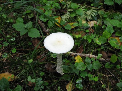 Amanita vaginata