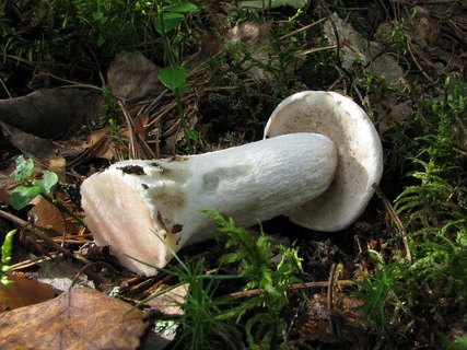 Leccinum percandidum