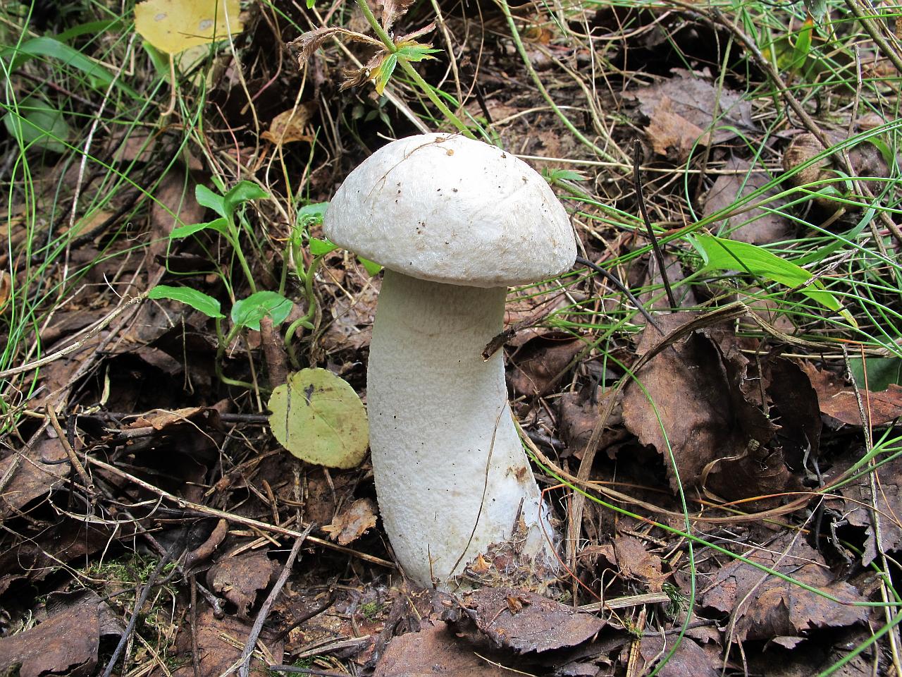 Leccinum percandidum