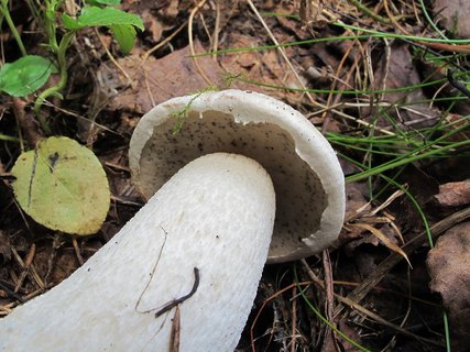 Leccinum percandidum