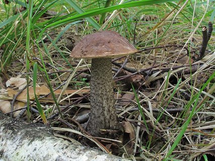 Leccinum scabrum