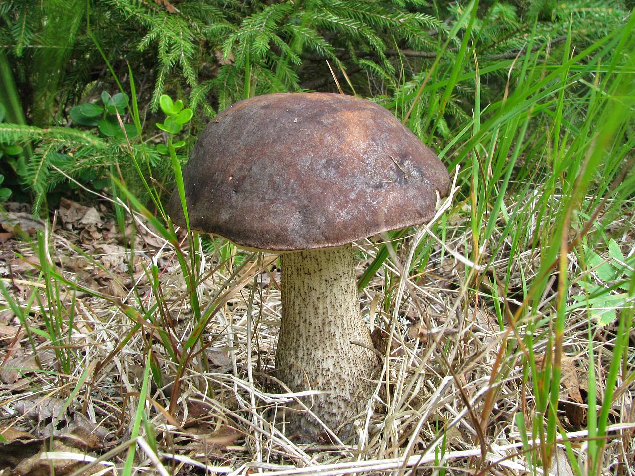 Leccinum scabrum