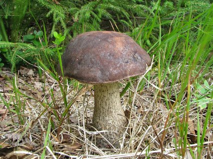 Leccinum scabrum