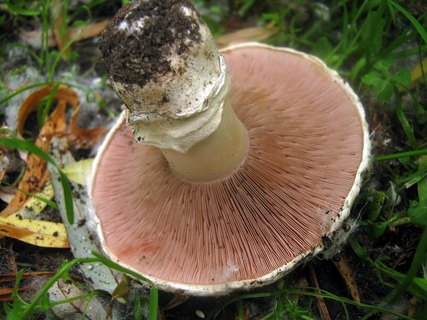 Agaricus bitorquis