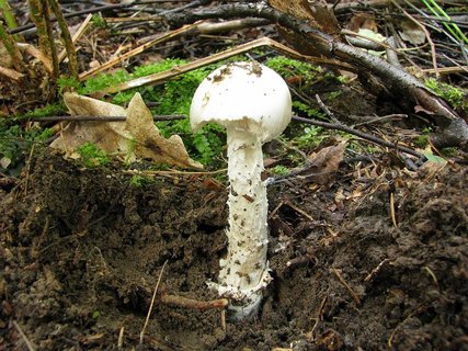 Amanita virosa