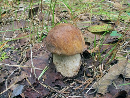 Leccinum scabrum