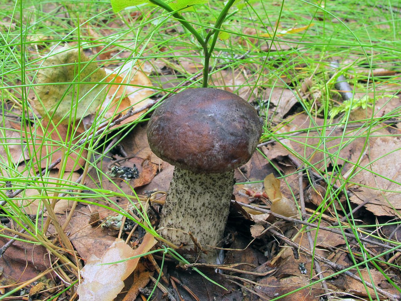 Leccinum scabrum