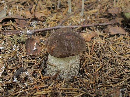 Leccinum scabrum