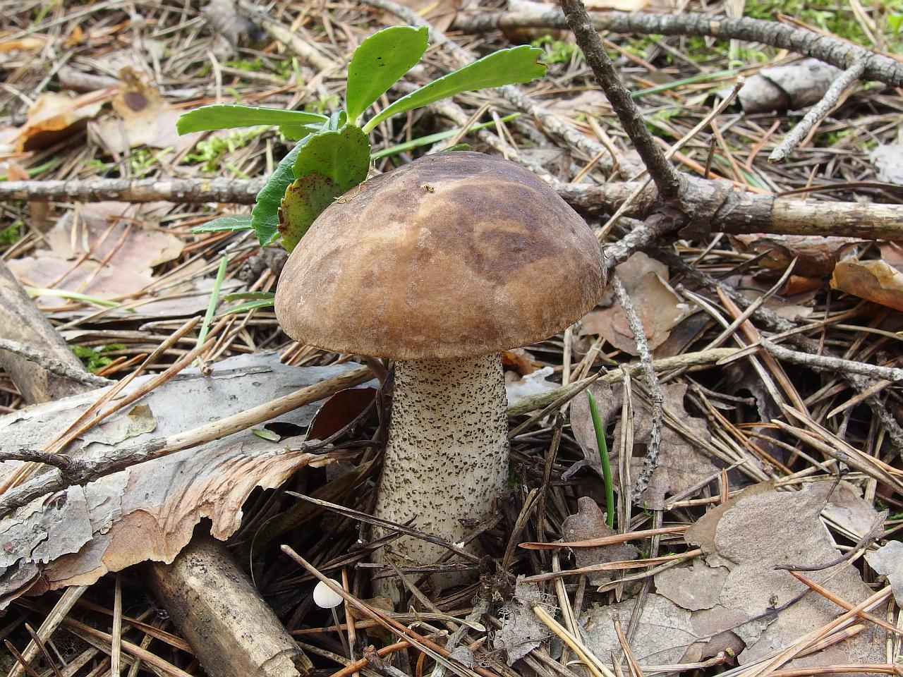 Leccinum scabrum