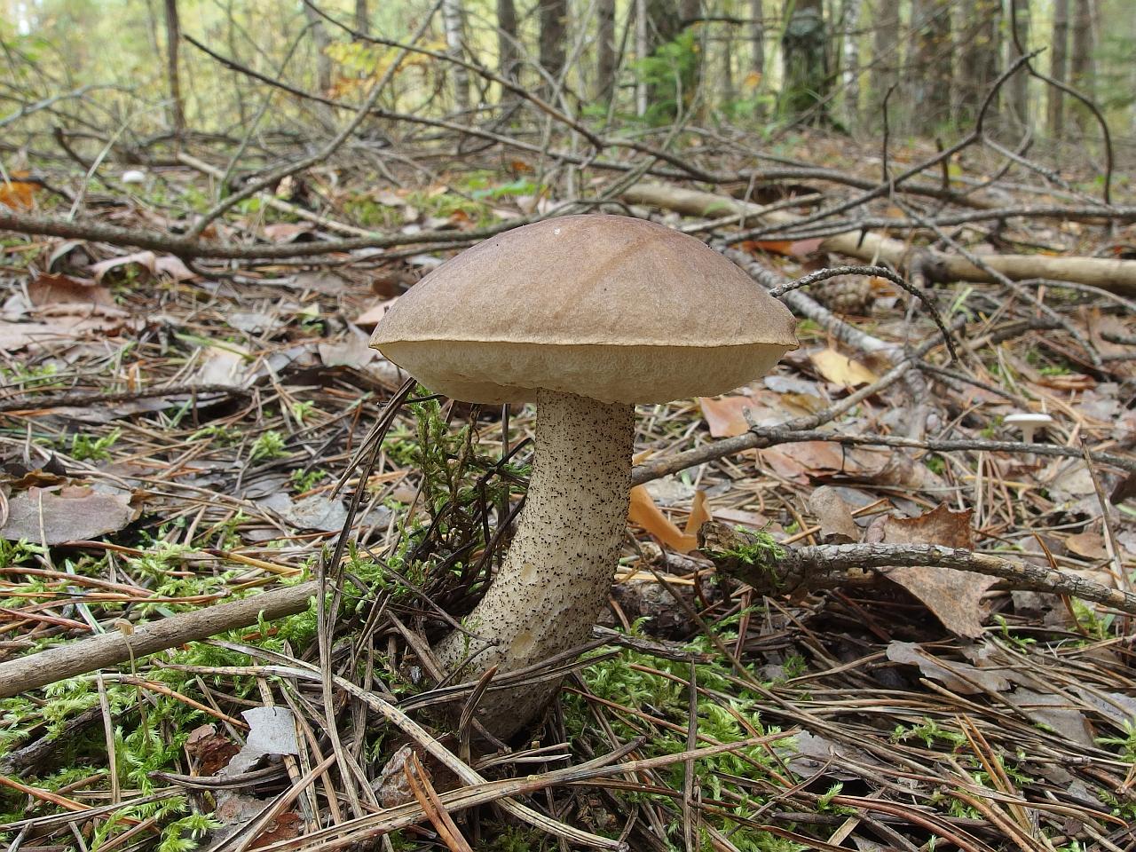 Leccinum scabrum