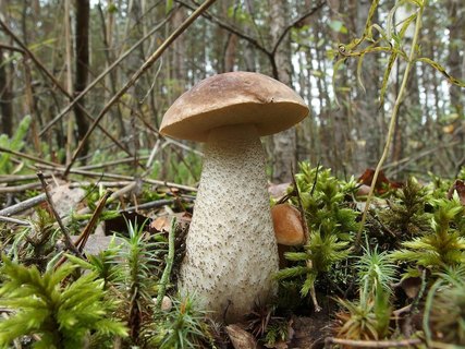 Leccinum scabrum