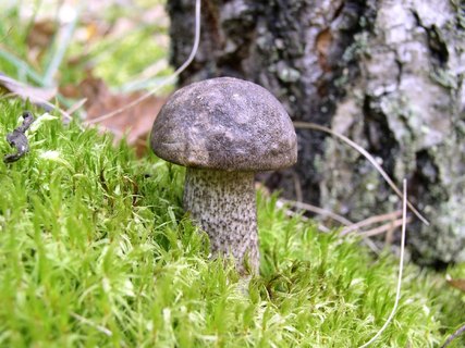 Leccinum variicolor