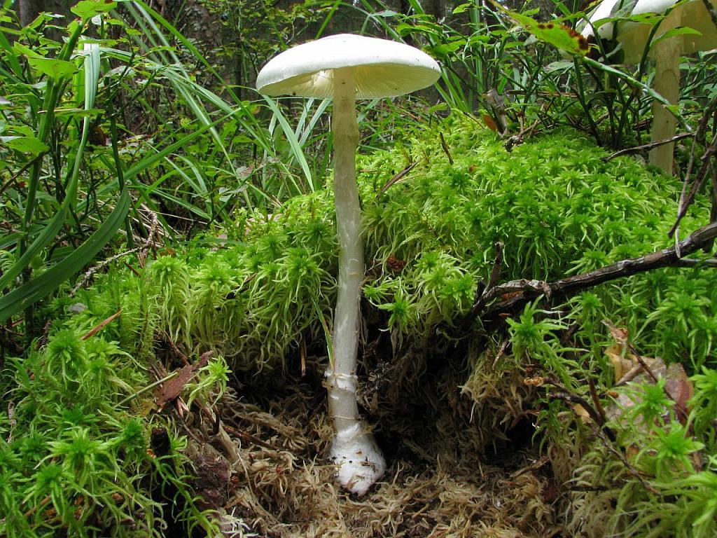 Amanita virosa